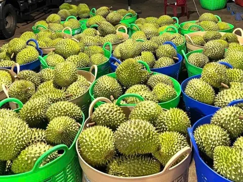 Giá sầu riêng hôm nay 3/1/2025: Sầu Thái tăng 5.000 đồng/kg