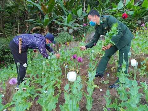 Phó Thủ tướng chỉ đạo: Kiểm soát nhập khẩu thuốc Spravato và hạt cây có chứa chất ma túy