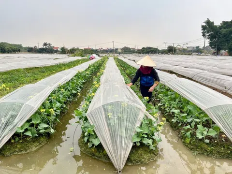 Hà Nội: Không gieo trồng gối vụ các loại rau màu, khi nhiệt độ thấp hơn 15 độ