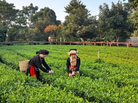 Bắc Giang: Tiếp tục thực hiện các giải pháp hỗ trợ nông dân phát triển kinh tế