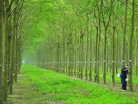 Giá cao su hôm nay 9/3: Tăng trở lại ở Thái Lan