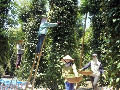 Giá tiêu hôm nay 9/3: Thấp nhất 159,000 đồng/kg, thị trường ổn định