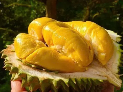 Giá sầu riêng hôm nay 9/3: Sầu riêng Ri6 loại A có giá 80.000 đồng/kg