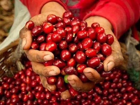 Giá cà phê hôm nay 10/3: Trong khoảng 129,000 - 129,800 đồng/kg