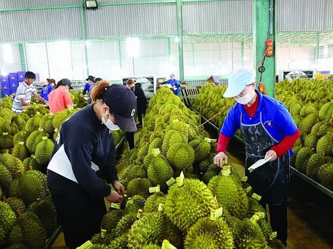 Xuất khẩu rau quả sang Trung Quốc giảm mạnh: "Cú sốc" sầu riêng và bài toán chất lượng