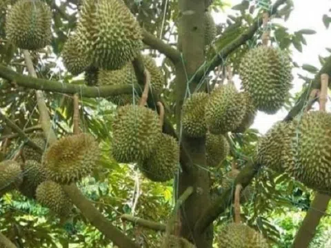 Giá sầu riêng hôm nay 10/3: Sầu Thái A tăng 15.000 đồng/kg