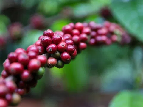 Giá cà phê hôm nay 13/3: Cao nhất 134.000 đồng/kg