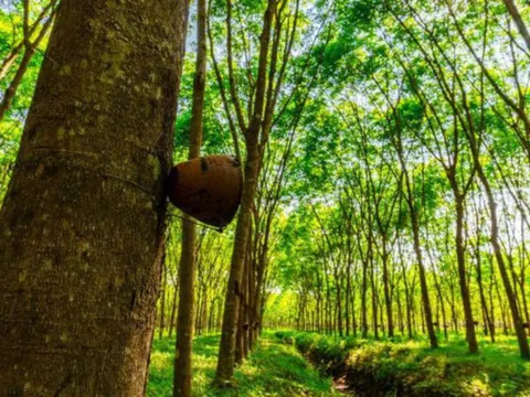 Giá cao su hôm nay 15/3: Tăng đồng loạt trên các sàn giao dịch Châu Á