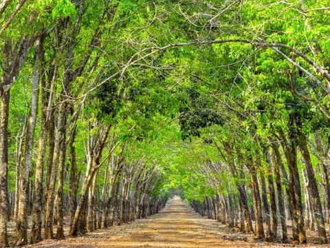 Giá cao su hôm nay 16/3: Thị trường biến động