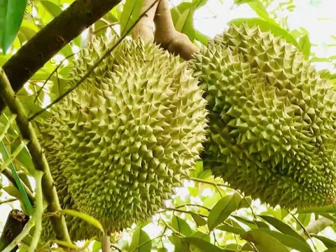 Giá sầu riêng hôm nay 16/3: Thị trường biến động, Ri6 tăng, sầu Thái giảm mạnh