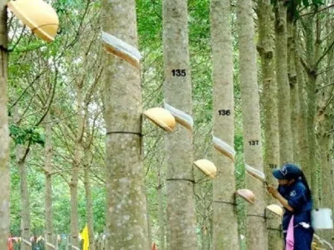 Giá cao su hôm nay 18/3: Thị trường giảm