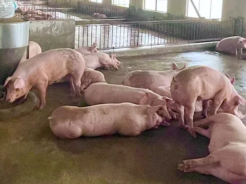 Giá heo hơi hôm nay 18/3: Giảm tại nhiều nơi, cao nhất 80.000 đồng/kg