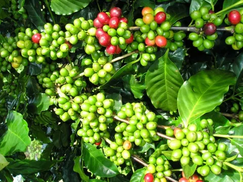 Giá cà phê hôm nay 19/3: Tăng mạnh, cao nhất 134,000 đồng/kg
