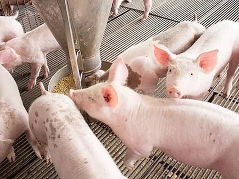 Giá heo hơi hôm nay 19/3: Giảm tại nhiều địa phương
