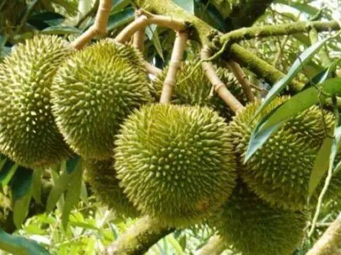 Giá sầu riêng hôm nay 19/3: Ri6 A tăng 2.000 - 3.000 đồng/kg