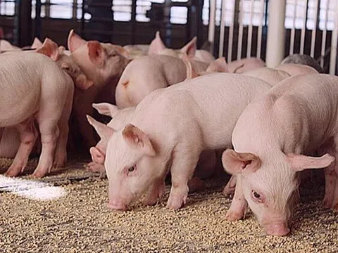 Giá heo hơi hôm nay 20/3: Cao nhất 79.000 đồng/kg