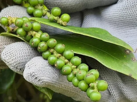 Giá tiêu hôm nay 20/3: Giảm 1.000 đồng/kg