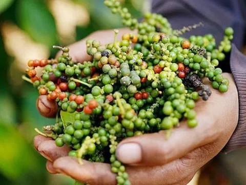 Giá tiêu hôm nay 21/3: Tăng nhẹ tại vùng Đông Nam Bộ