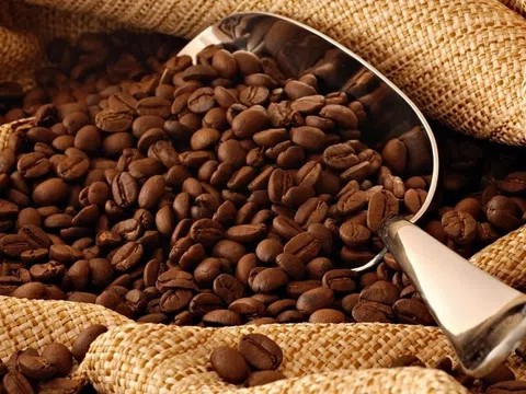 Giá cà phê hôm nay 22/3: Thị trường rớt giá từ 1,200 đến 1,500 đồng/kg