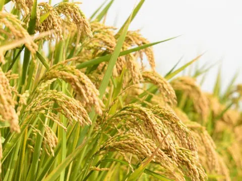 Giá lúa gạo hôm nay ngày 22/3: Tương đối bình ổn
