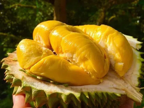 Giá sầu riêng hôm nay 23/3: Sầu Thái A tăng 2.000 đồng/kg