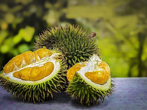 Giá sầu riêng hôm nay 24/3: Sầu Thái A có giá 150.000 đồng/kg