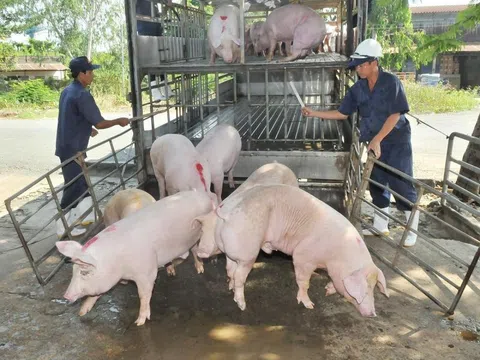 Giá heo hơi hôm nay 24/3: Thị trường tiếp đà trượt giá trên cả nước