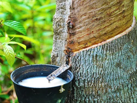 Giá cao su hôm nay 25/3: Nối tiếp đà tăng tại Thái Lan, Singapore.