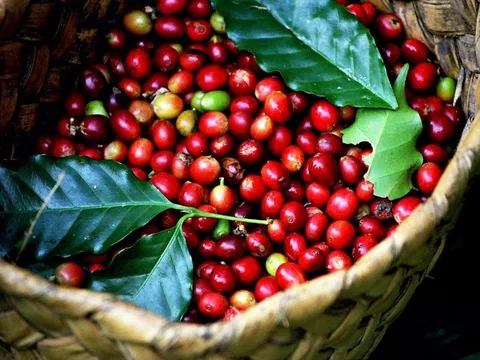Giá cà phê hôm nay 25/3: Giảm nhẹ một vài nơi