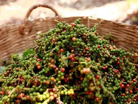 Giá tiêu hôm nay 25/3: Giữ nguyên so với hôm qua