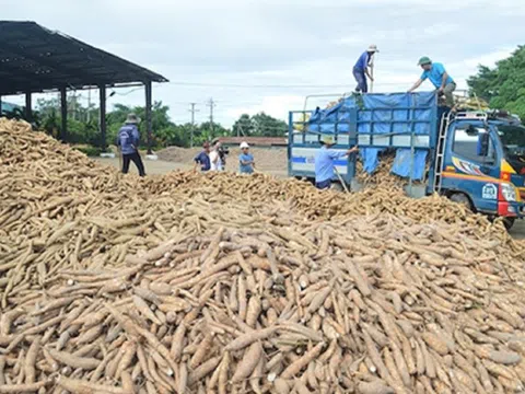 Sắn tươi rớt giá thấp nhất trong 10 năm qua