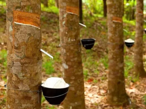 Giá cao su hôm nay 27/3: Tăng trở lại ở Thái Lan
