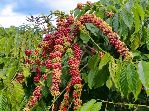 Giá cà phê hôm nay 28/3: Giảm mạnh 2.000 đồng/kg