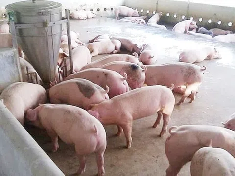 Giá heo hơi hôm nay 28/3: Dao động trong khoảng 66.000 - 77.000 đồng/kg