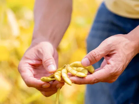 Một hạt đậu có thể “đi” được bao xa?