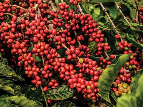 Mỹ áp thuế 50% lên Brazil, MXV-Index mất đà giảm xuống 2.226 điểm