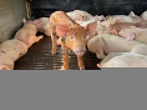 97 con lợn 'lạ' sùi bọt mép, co giật trên đường vào Đắk Lắk