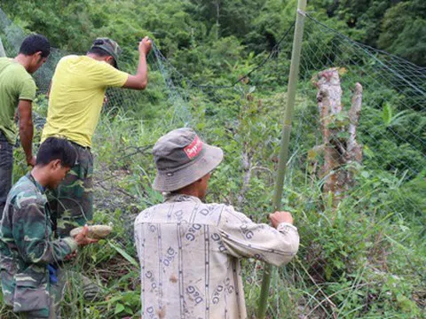 Giăng 800 m lưới để ngăn voọc tấn công người đi đường