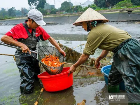 Cá chép đỏ cúng ông Công ông Táo ế, người dân buồn rầu tính phóng sinh