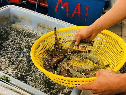 Tại sao tôm Việt Nam luôn đứng đầu trong cuộc đua xuất khẩu?