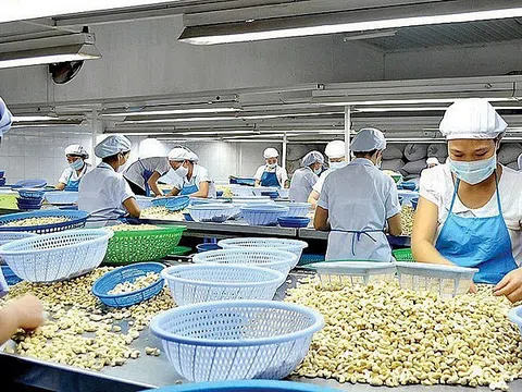 Xuất khẩu hạt điều dự báo tăng trưởng trong quý II/2024