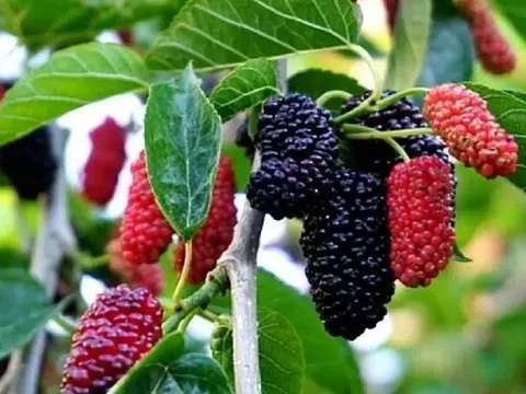Công dụng bất ngờ của quả dâu tằm