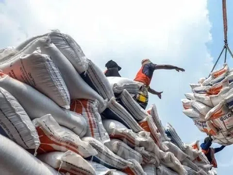 Doanh nghiệp Việt chi hơn 800 triệu USD nhập khẩu gạo