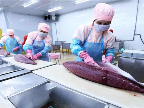 Việt Nam tăng xuất khẩu cá ngừ sang Nhật Bản