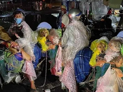 Tại sao phải tiêu hủy 15 chú chó theo chủ về Cà Mau tránh dịch?