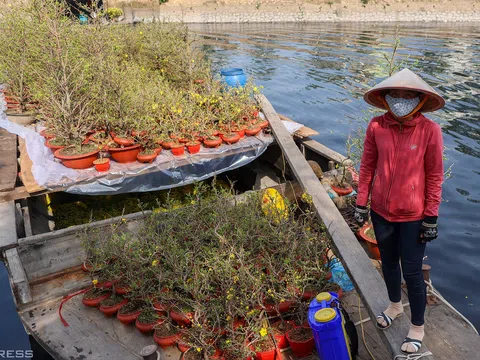 TP.HCM sẽ mua hoa Tết bị ế của tiểu thương để làm đường hoa nghĩa tình