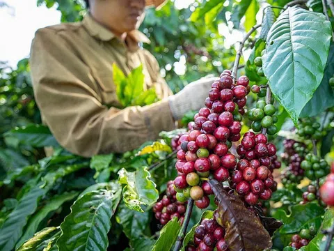 Giá cà phê hôm nay ngày 14/01: Giá cà phê trong nước giảm nhẹ khoảng 100 đồng/kg