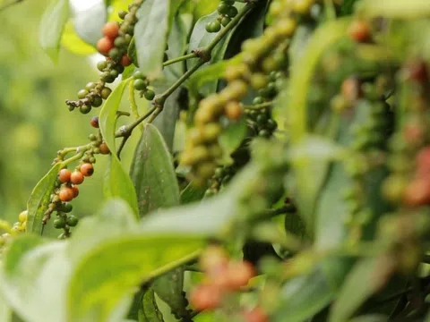Giá tiêu hôm nay 14/01: Dao động trong khoảng 77.000 - 79.000 đồng/kg
