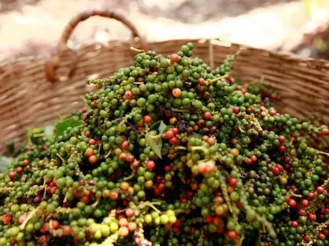 Giá tiêu hôm nay 15/1: Tăng mạnh, vượt ngưỡng 80.000 đồng/kg