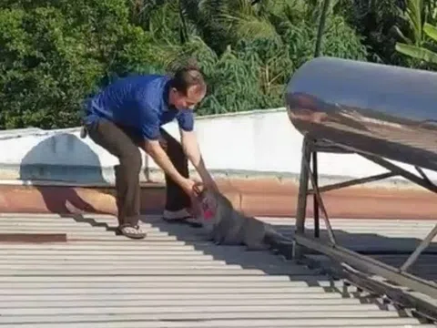 Bắt con khỉ ‘đại náo’ khu dân cư, cắn chết chó ở TP.HCM